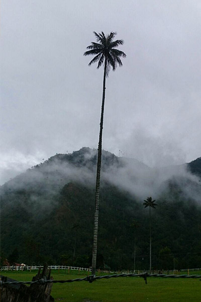 colombia-valle-cocora