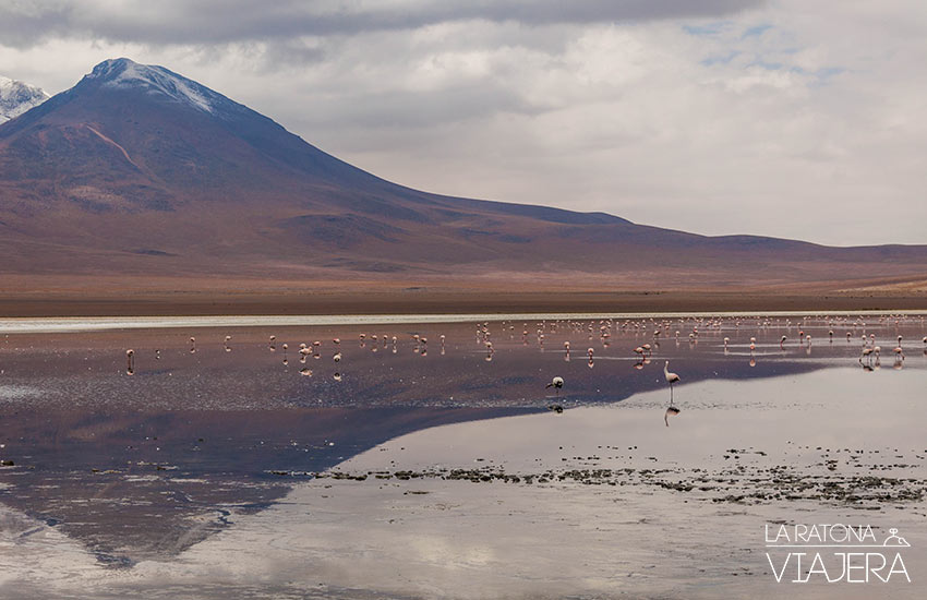 El paraíso de los flamencos