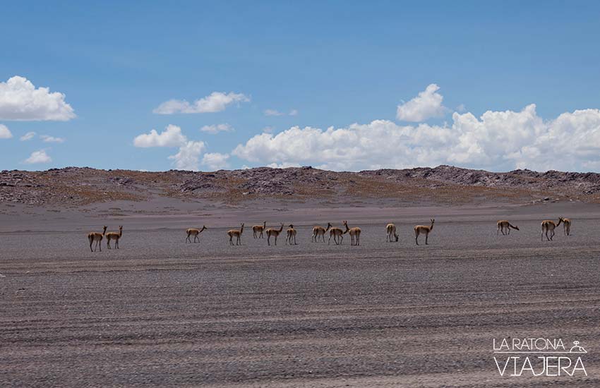 Salar-Uyuni-llamas