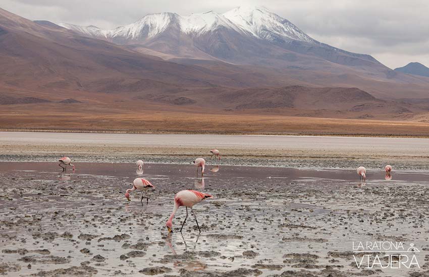 flamenco Salar-Uyuni-